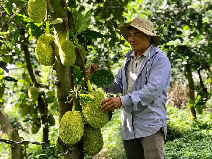 Vườn mít trĩu quả của anh Đỗ Hữu Tín (thị trấn Nhơn Hòa, huyện Chư Pưh). Ảnh: Thiên Di