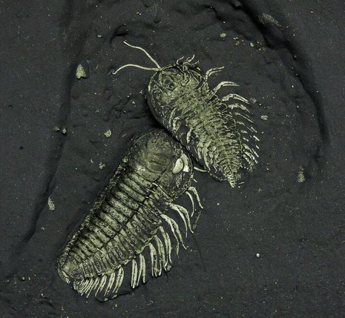 Những nhà khoa học cũng cho biết những động vật ăn con trilobites không có khả năng bới tìm thức ăn vì trong ruột của chúng không chỉ có một loại thức ăn.