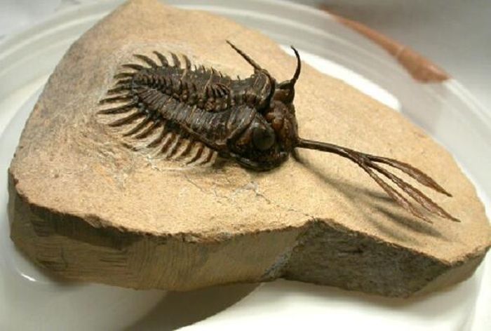 Các nhà khoa học cũng nhận thấy những mảnh cánh cứng bên ngoài của con trilobites có trong ruột của một loài động vật chưa biết ở Kaili Formation - một dãy đá ở phía nam Trung Quốc có niên đại ở giữa kỷ Cambrian.