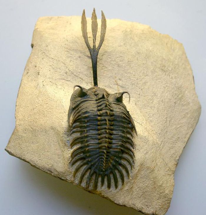 Trilobites là lớp động vật chân đốt đầu tiên sống trên hành tinh ở độ sâu sâu nhất của đại dương. Chúng đã bị tuyệt chủng khoảng 200 triệu năm trước. Nhưng các nhà khoa học và khảo cổ học vẫn tìm thấy hóa thạch bọ trilobite.