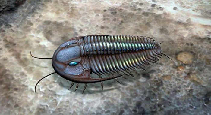 Trước đây, một nghiên cứu của các nhà khoa học cho thấy loài Trilobite đã bị những sinh vật biển cổ đại khác ăn thịt nhờ những phần thân của chúng trong ruột của động vật hóa thạch khác có 510 triệu tuổi.