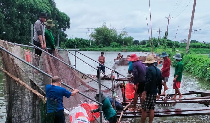  Việc vận chuyển, thuê nhân công để thả cá tra giống hiện cũng gặp khó do tình hình giãn cách xã hội. Ảnh: Nhật Tân 