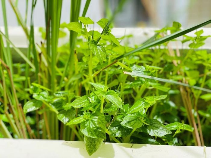 Dù sao thì, cuộc sống vẫn tiếp diễn và tái sinh!