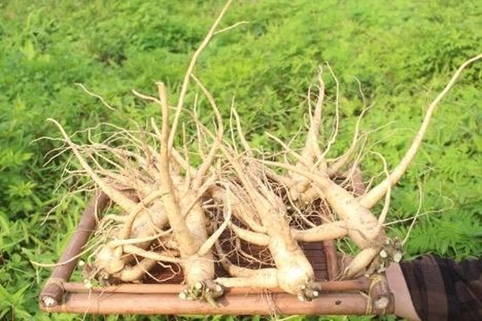 Sâm tươi Bố Chính được trồng tại Thái Nguyên.