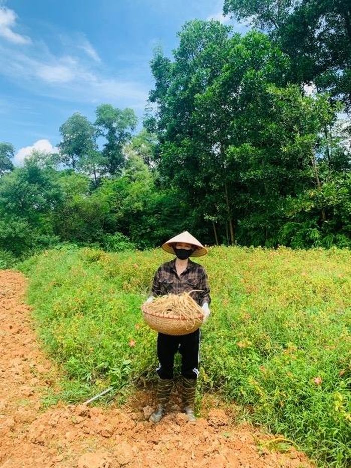 Thu hoạch sâm tại vườn.