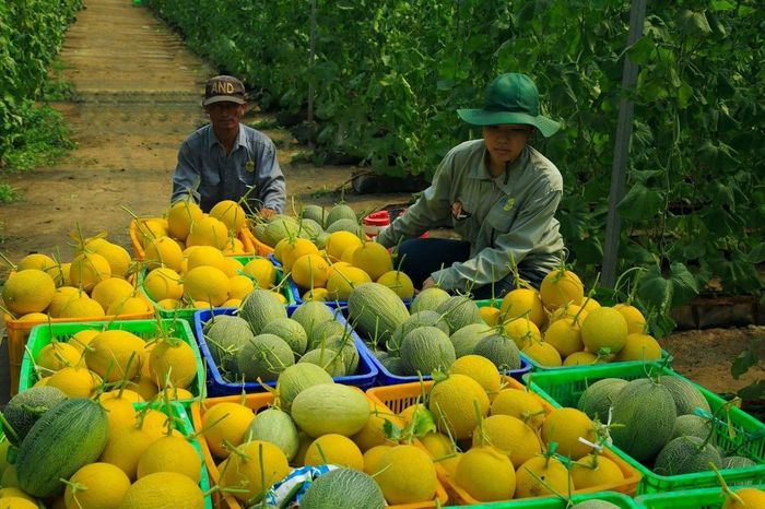  Tổ công tác 970 cho biết, nguồn cung nông sản rất dồi dào có khả năng cung cấp lên tới 1.200 - 1.300 tấn sản phẩm/ngày cho người dân TPHCM