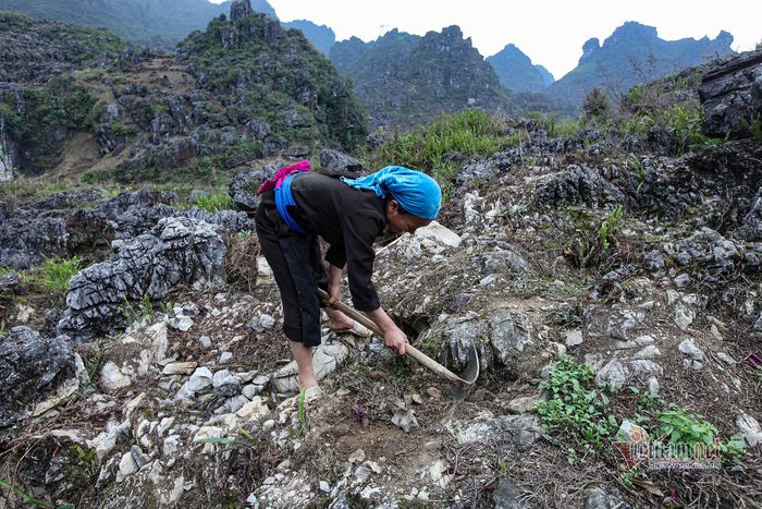 Lưỡi cuốc được chế tác để phù hợp với địa hình đất ít, đá nhiều tránh gãy, mẻ.