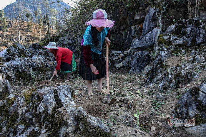 Rất ít ruộng có thể trồng được lúa nên hầu hết bà con các dân tộc sống trên Cao nguyên đá Đồng Văn chỉ trồng ngô và một số loại rau màu.