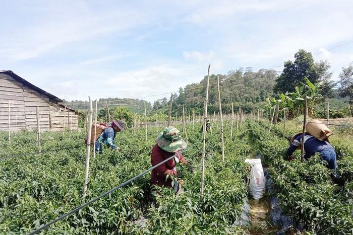 Nông dân Đa Quyn thu hoạch ớt tặng vùng dịch