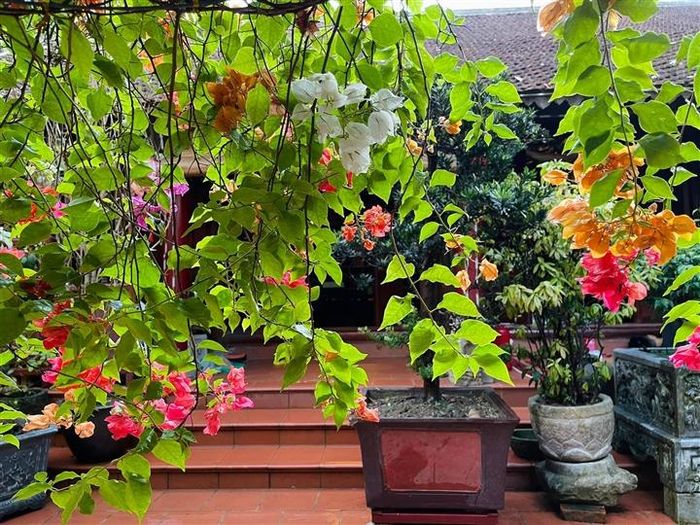 Các loài hoa đua nhau khoe sắc trong sân vườn.