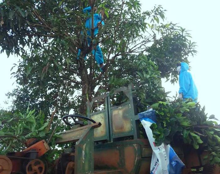 Tình nguyện viên đi cắt lá cho dê