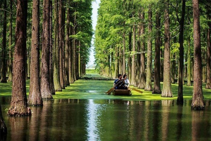Thủy sam gỗ đỏ (Metasequoia glyptostroboides) là loài bản địa của Trung Quốc, được cho là đã tuyệt chủng hơn 5 triệu năm trước. Hóa thạch của chúng - với niên đại khoảng 150 triệu năm - được tìm thấy từ Bắc Mỹ đến Nga, Nhật Bản. Ảnh: The Strait Times.