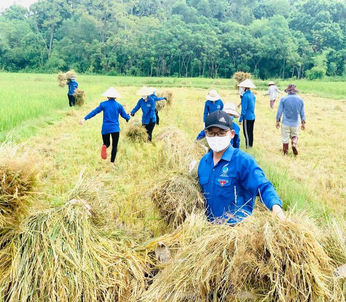 Anh Nguyễn Tất Hùng - Phó Bí thư Huyện đoàn Đô Lương cho biết: "Ngoài việc hỗ trợ trực chốt, nấu cơm miễn phí tiếp sức lực lượng tuyến đầu, các cơ sở Đoàn trên địa bàn đã xung kích hỗ trợ người dân thu hoạch nông sản, đặc biệt là thu hoạch lúa giúp dân trước khi bão đổ bộ. Với tinh thần người trẻ, chúng tôi mong muốn làm nhiều điều tốt đẹp hơn để giúp người dân lúc khó khăn". 