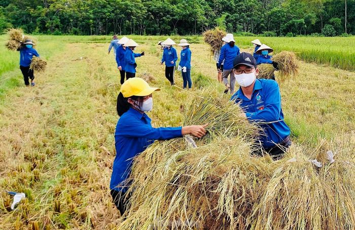 Bà Nguyễn Thị Hạnh (xã Thượng Sơn) chia sẻ: "Gia đình tôi phải cách ly tập trung nên ai cũng rất lo lắng khi mấy sào lúa đã chín rộ nhưng không thể thu hoạch. Sợ gặp mưa gió lúa ngã thì vụ mùa mất trắng, may sao được các bạn trẻ hỗ trợ gặt giúp. Thật lòng cảm ơn các bạn ấy rất nhiều".