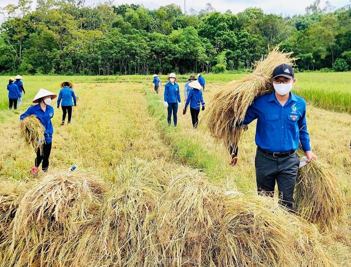 Ở những nơi ruộng cạn, máy cắt lúa xong, các tình nguyện viên thu gom, đóng bao vận chuyển về tận sân nhà cho các gia đình. Chỗ đồng sâu, máy không thể gặt thì họ trực tiếp gặt mang về cho dân. 