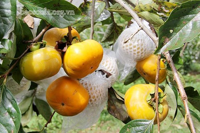 Hồng giòn Mộc Châu vào vụ thu hoạch.