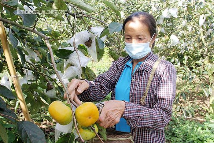Người dân thị trấn Nông trường Mộc Châu thu hái hồng giòn.