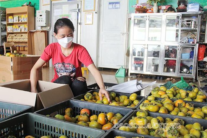 Đóng gói quả hồng giòn tươi để xuất bán ra thị trường.