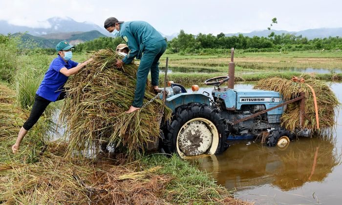  "Chúng tôi tập trung thu hoạch lúa bị ngập nước giúp các gia đình đặc biệt khó khăn, neo đơn hoặc các trường hợp trong thời gian cách ly tập trung, ở khu phong tỏa", ông Cao Lê Tùng Nghĩa, Bí thư Tỉnh đoàn Quảng Ngãi, nói. 