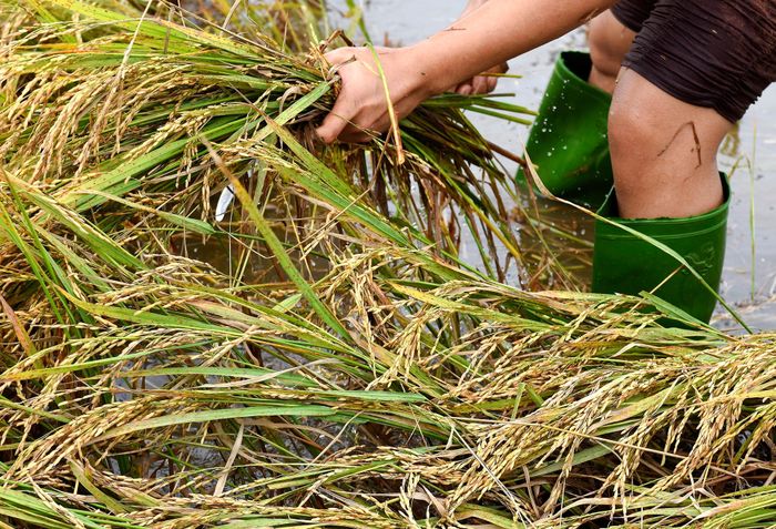  Có người mang ủng, có người thì đi chân không lội nước gặt lúa giúp dân. 