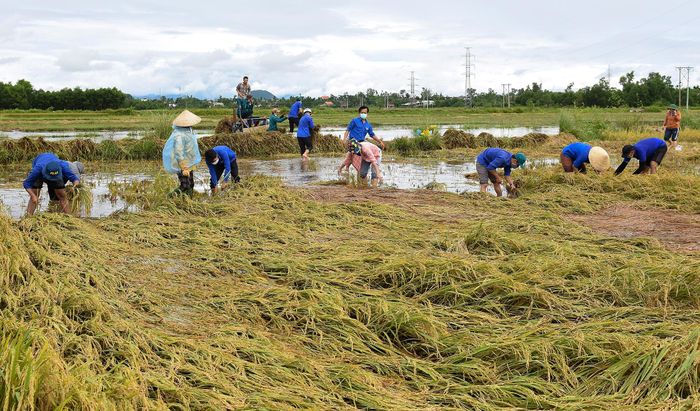  Thanh niên huyện Tư Nghĩa gặt lúa giúp gia đình bà Nguyễn Thị Liên, một trường hợp F1 có người thân mắc Covid-19, đang đi cách ly tập trung. 