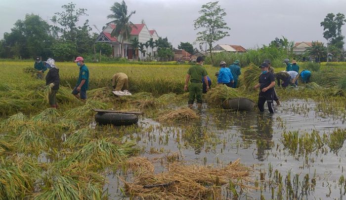  Tương tự, Huyện đoàn Mộ Đức cũng kêu gọi hàng trăm lượt đoàn viên, thanh niên, dân quân tự vệ, công an gặt lúa giúp dân. 