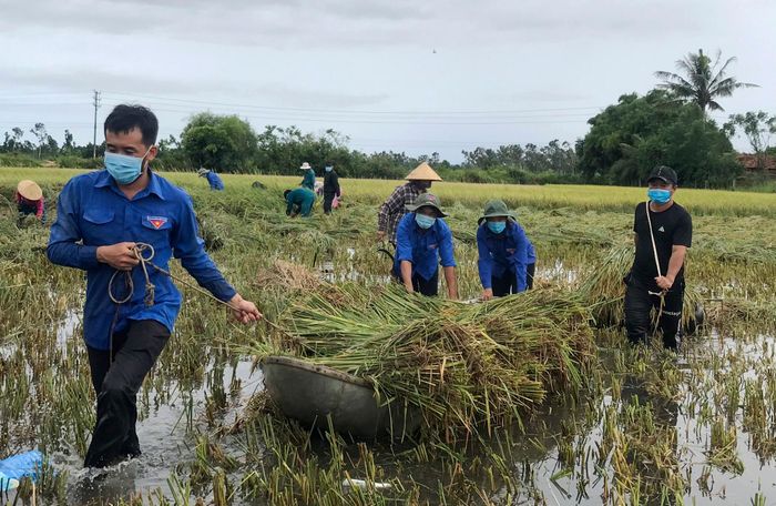  "Do lúa bị ngập nước nên máy móc không thể xuống ruộng để thu hoạch như những mùa trước. Dịch Covid-19 kéo dài, ai cũng khó khăn nên không có tiền thuê nhân công cắt, suốt lúa. May có các lực lượng tình nguyện về giúp, chúng tôi mừng lắm", bà Trần Thị Hạnh (ngụ xã Đức Lân, huyện Mộ Đức) thổ lộ. 