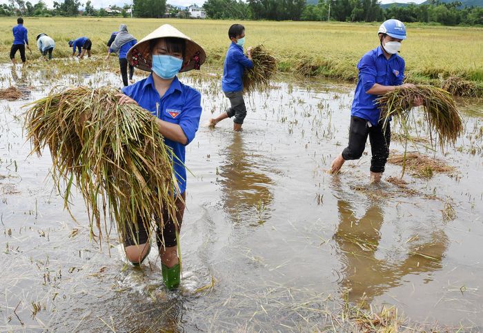  "Hoàn cảnh bà Liên nghèo khó, lại là F1 phải đi cách ly tập trung. Sau khi địa phương phát động, em cùng các bạn cùng về đây gặt lúa giúp gia đình bà vơi bớt khó khăn", Trần Thị Thu Như, đoàn viên huyện Tư Nghĩa, chia sẻ. 