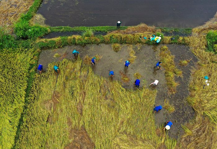 Ruộng lúa ở Nghĩa Thuận, Tư Nghĩa, trong giai đoạn chín rộ bị ngã đổ, chìm trong nước. Ông Nguyễn Đăng Vinh, Chủ tịch UBND huyện Tư Nghĩa, cho biết bão số 5 kèm theo mưa lớn khiến 350 ha bị ngập sâu. 
