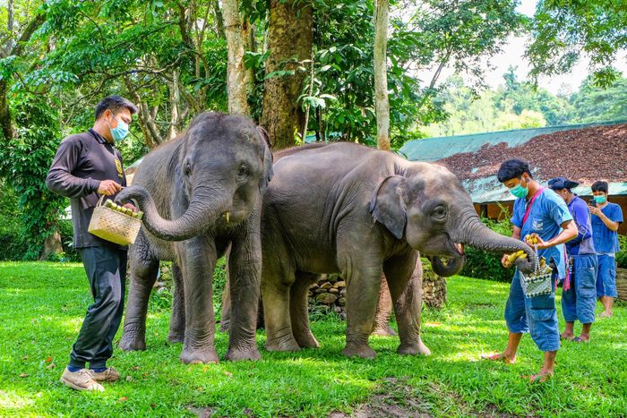  Không có du khách nước ngoài, các trại voi ở Thái Lan phải đóng cửa, gần như không có thu nhập. 
