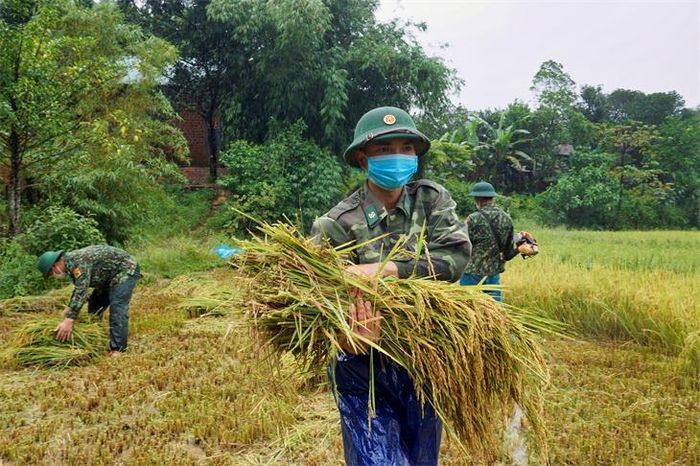 Trong 3 ngày, cán bộ, chiến sĩ đã giúp các hộ dân thu hoạch hơn 1,5 ha lúa. Ảnh: Võ Tiến