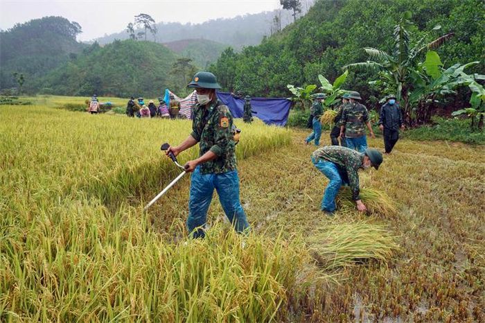 Dùng máy cắt để thu hoạch lúa. Ảnh: Võ Tiến