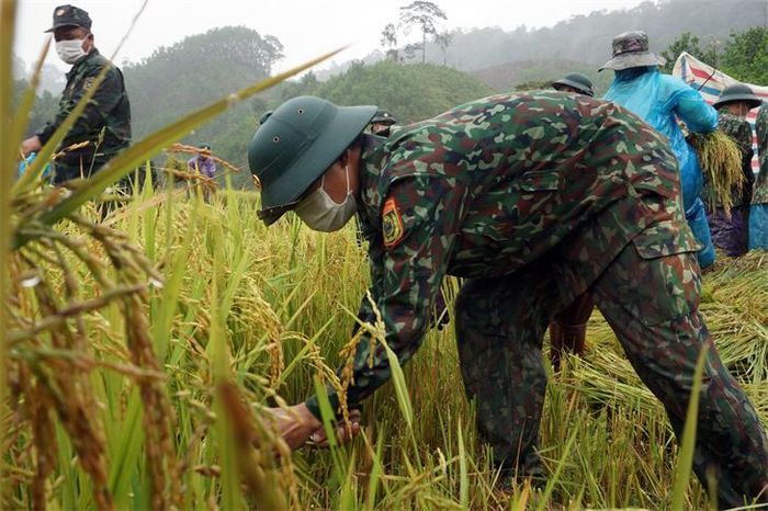 Do yếu tố địa hình, diện tích từng thửa nhỏ nên cán bộ, chiến sĩ và người dân vẫn phải thu hoạch theo phương thức thủ công. Ảnh: Võ Tiến