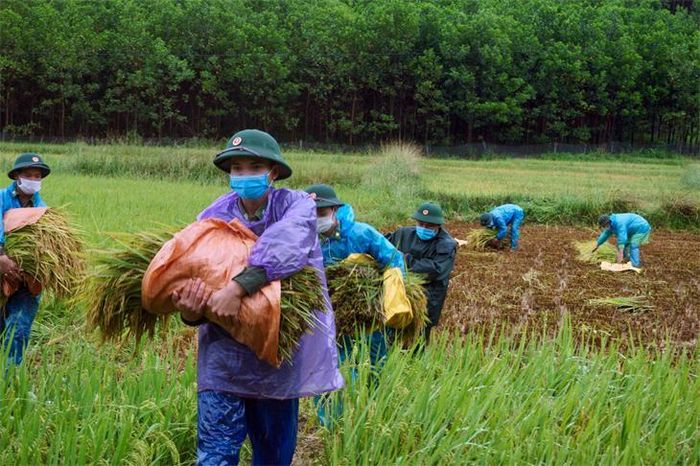 Một số ruộng lúa bị ngập nước, cán bộ, chiến sĩ phải vận chuyển lúa đến địa điểm cao hơn. Ảnh: Võ Tiến