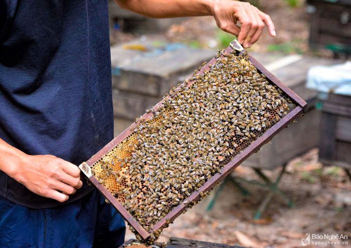 Để đàn ong mật phát triển tốt và cho ra những giọt mật chất lượng, anh Trung luôn phải tìm tòi, học hỏi những kiến thức về thời tiết, địa lý vùng miền và tập tính của loài ong. Ảnh: Thái Hiền