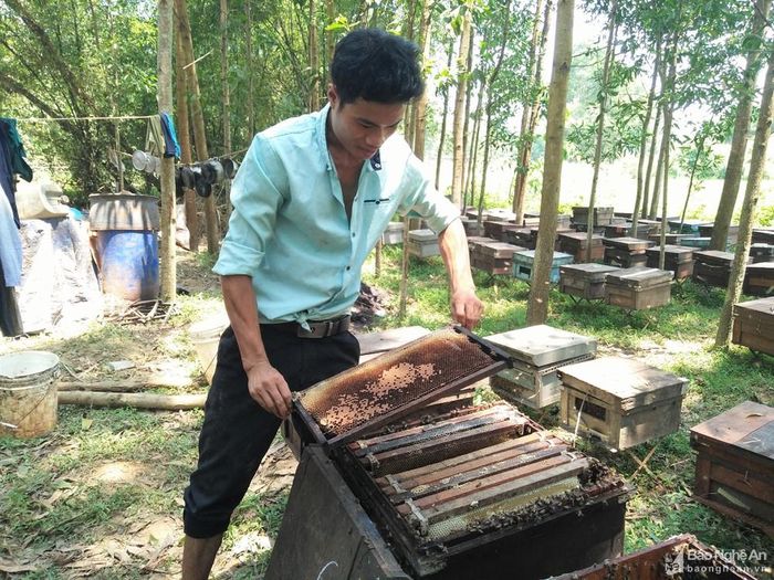 Năm nào cũng vậy, cứ đến mùa hoa là những người làm nghề nuôi ong “du mục” lại di chuyển đàn ong của mình để tìm mật. Ảnh: Thái Hiền