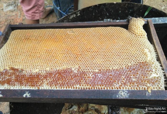 Sau khi kiểm tra đàn ong, đàn nào đạt tiêu chuẩn thu hoạch mới tiến hành quay mật. Ảnh: Thái Hiền