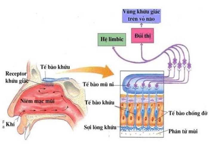 Mất mùi và vị làm giảm mức độ thỏa mãn với bữa ăn, khiến người bệnh COVID-19 thấy khó chịu.