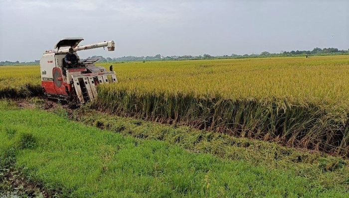  Nông dân Phúc Thọ ra đồng gặt lúa theo khung giờ quy định. Ảnh: Phương Nga