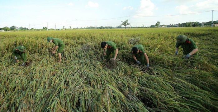  Những cán bộ, chiến sĩ Công an không quản nhọc nhằn xuống đồng gặt tay. Ảnh: Ngọc Ánh 