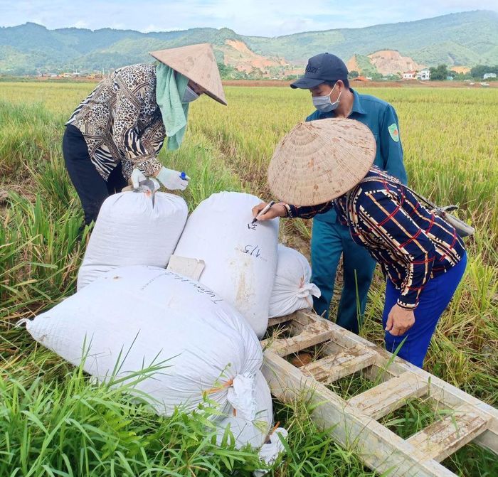  Lực lượng bộ đội, đoàn viên thanh niên huyện Thạch Thất hăng hái xuống đồng cùng nông dân. Ảnh: Ngọc Ánh