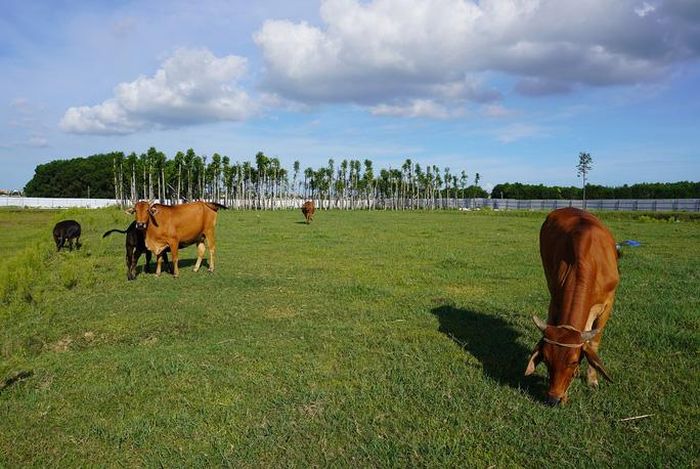 Dự án "đắp chiếu" nhiều năm, nhiều người dân đã đưa bò vào trong chăn thả.