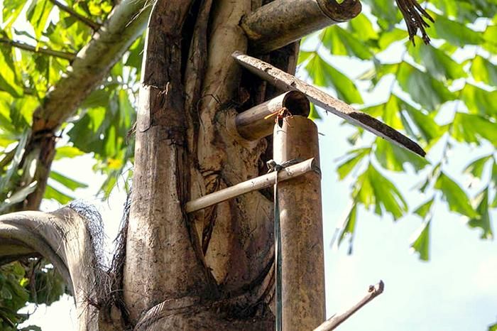 Người dân dùng ống tre hứng “rượu trời”. (Ảnh: An Ninh Thế Giới)