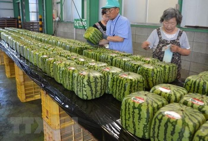 Nhật Bản đóng gói dưa hấu hình vuông tại Zentsuji để xuất khẩu. Ảnh: Kyodo/TTXVN