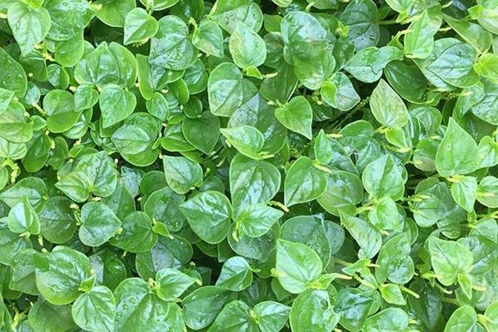 Rau càng cua là loại thực vật mọc dại nhưng có giá đắt đỏ ngang hàng với thịt cá, khoảng 70.000 đồng – 110.000 đồng/kg.