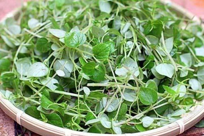 Rau càng mua đắt như vậy là vì chúng được nhiều quốc gia trên thế giới, trong đó có cả Việt Nam xem như "thần dược" có lợi cho sức khỏe. Nguồn ảnh: Internet