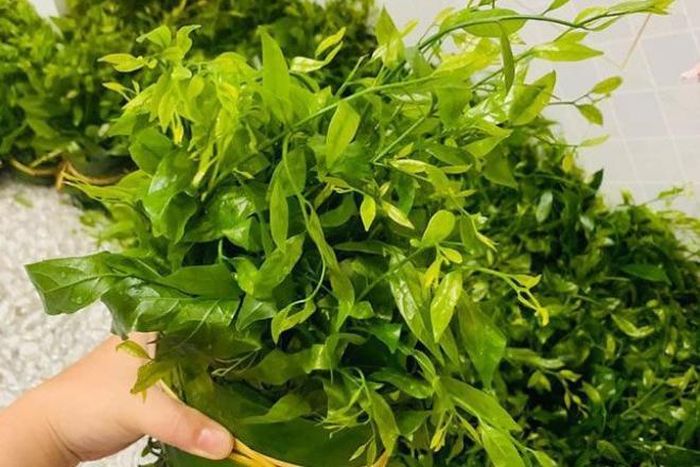 Rau ngót rừng (hay còn gọi rau sắng) mọc hoang dại trên vách núi đá. Đến mùa, người dân lại vào rừng hái rau sắng bán cho thương lái. CÓ lúc, loại rau này giá lên tới 200.000 đồng.