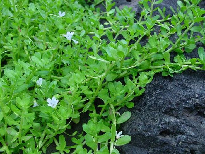  Rau đắng biển sống ở môi trường ẩm ướt, phát triển trong các kênh mương, suối, vùng cửa sông, đầm lầy hay những bãi biển đầy cát trắng. Nó được truyền tai nhau là loại rau "đắt mấy cũng phải ăn ít nhất 1 lần trong đời" bởi độ thơm ngon và rất tốt cho sức khỏe.