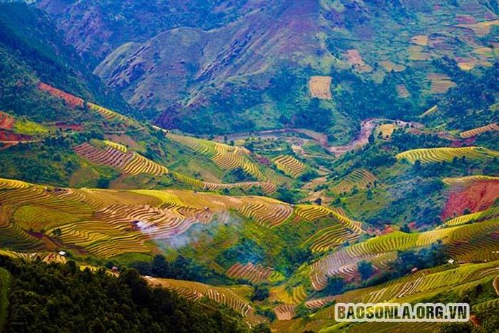 Do không gieo cấy đồng loạt nên lúa chín rải rác trên từng thửa ruộng.