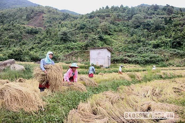 Bà con phấn khởi ra ruộng thu hoạch lúa.